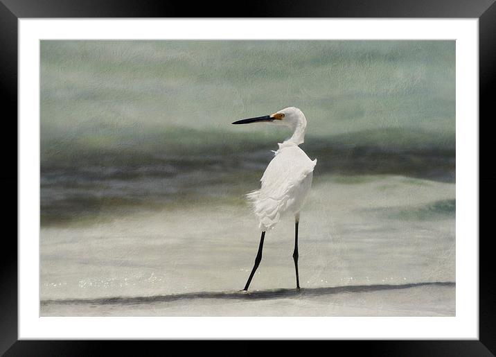 Snowy Egret (Egretta thula) Framed Mounted Print by John Edwards