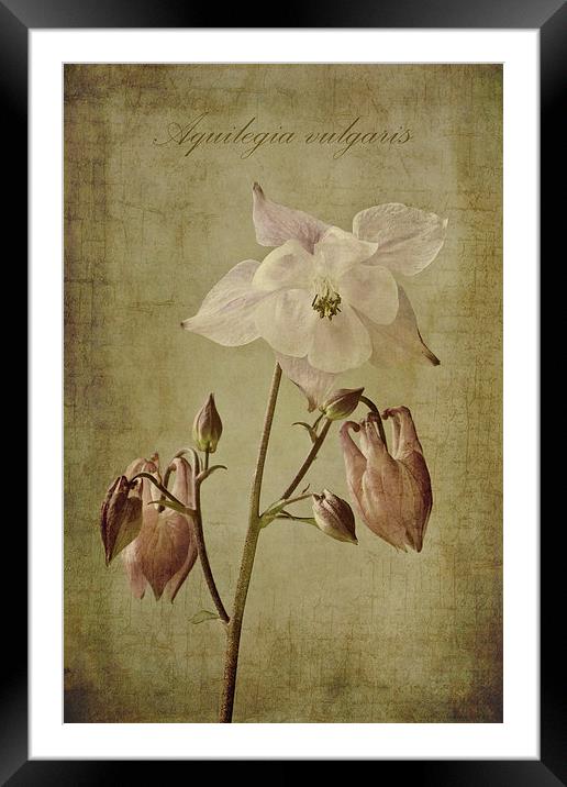 Aquilegia vulgaris with textures Framed Mounted Print by John Edwards