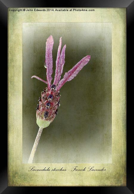 French Lavender Framed Print by John Edwards