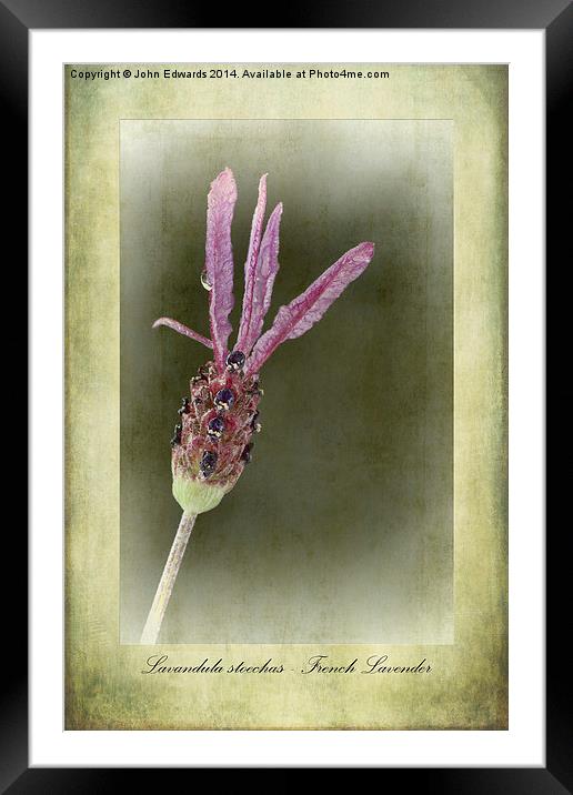 French Lavender Framed Mounted Print by John Edwards