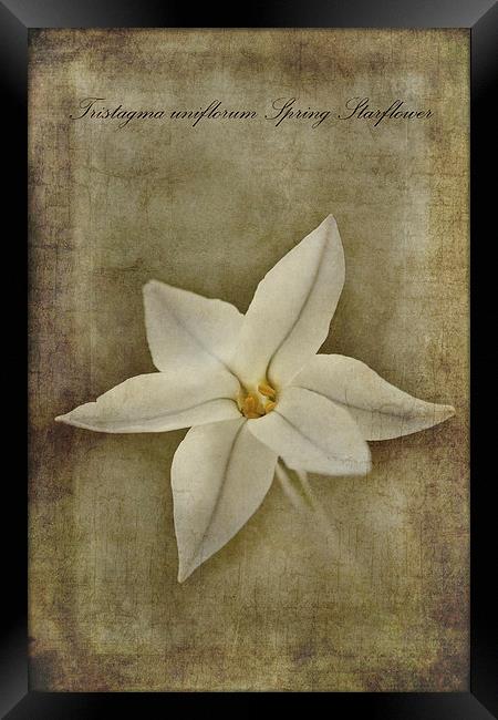 Spring Starflower Framed Print by John Edwards
