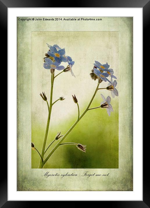 Myosotis sylvatica Framed Mounted Print by John Edwards