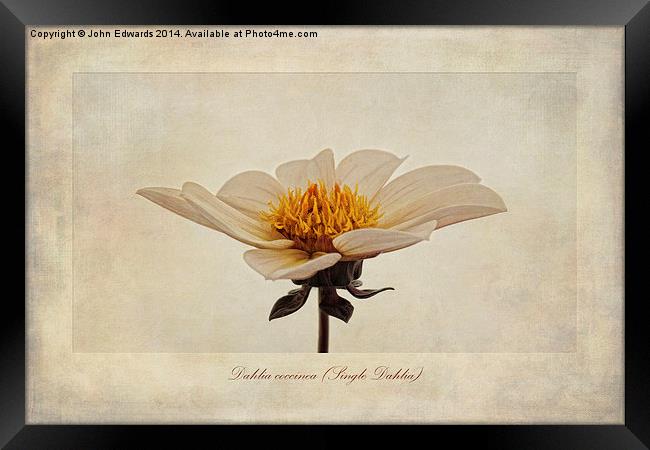 Dahlia coccinea (Single Dahlia) Framed Print by John Edwards