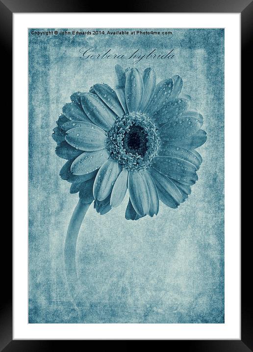 Cyanotype Gerbera hybrida with textures Framed Mounted Print by John Edwards