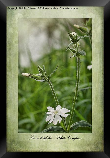 Silene latifolia Framed Print by John Edwards