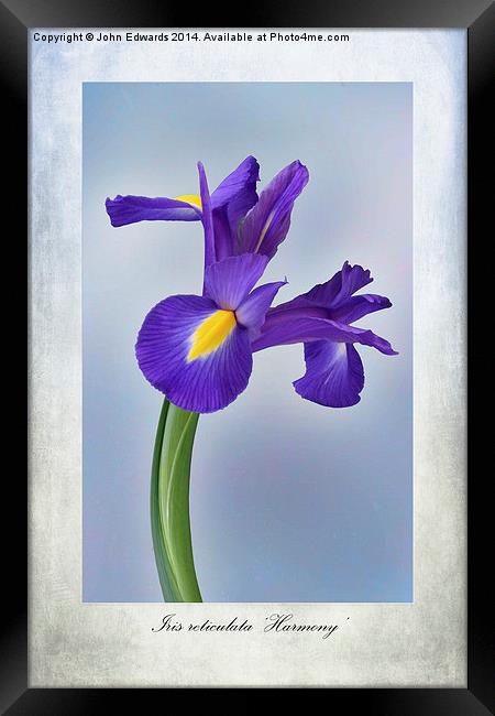 Iris reticulata Framed Print by John Edwards