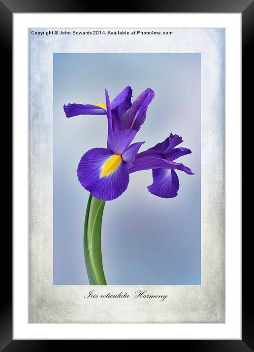 Iris reticulata Framed Mounted Print by John Edwards