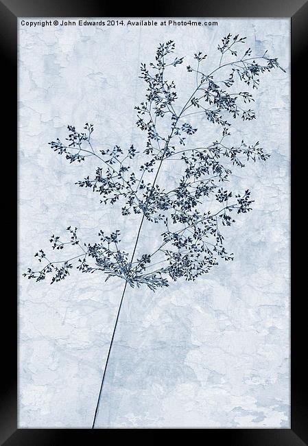 Pressed Grass Cyanotype Framed Print by John Edwards