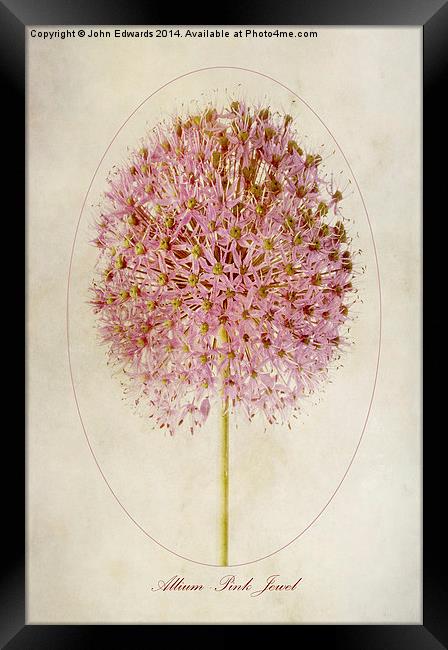 Allium Pink Jewel Framed Print by John Edwards