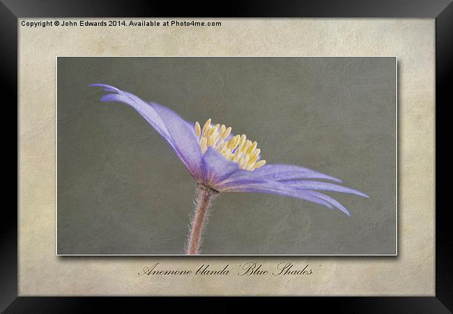 Anemone blanda Blue Shades Framed Print by John Edwards