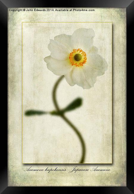 Japanese Anemone Framed Print by John Edwards