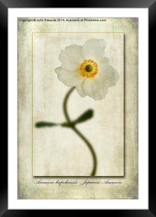 Japanese Anemone Framed Mounted Print by John Edwards