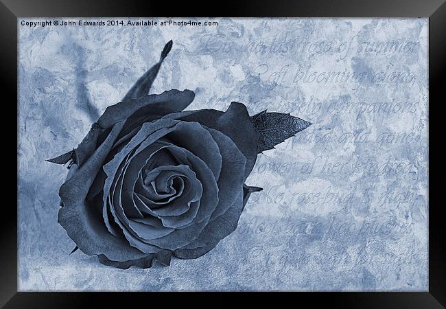 The last rose of summer cyanotype Framed Print by John Edwards