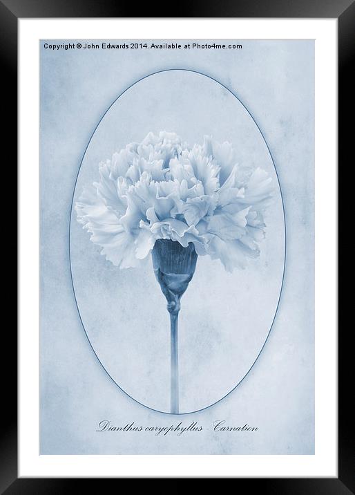 Carnation Cyanotype Framed Mounted Print by John Edwards