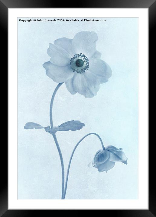 Cyanotype Windflowers Framed Mounted Print by John Edwards