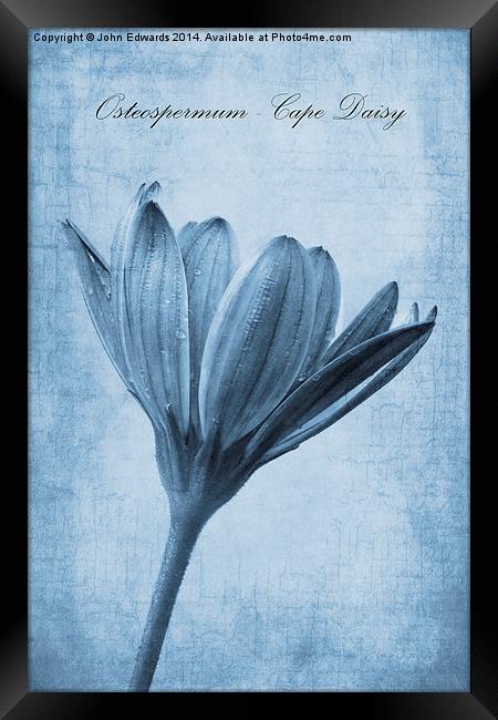Osteospermum Cyanotype Framed Print by John Edwards