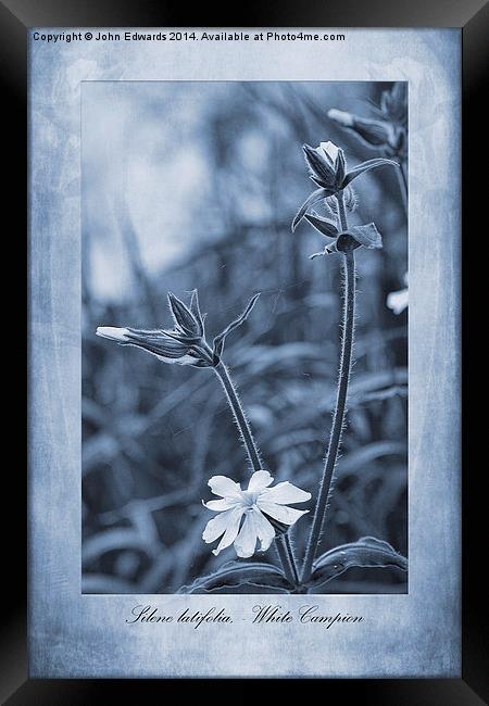 Silene latifolia Cyanotype Framed Print by John Edwards