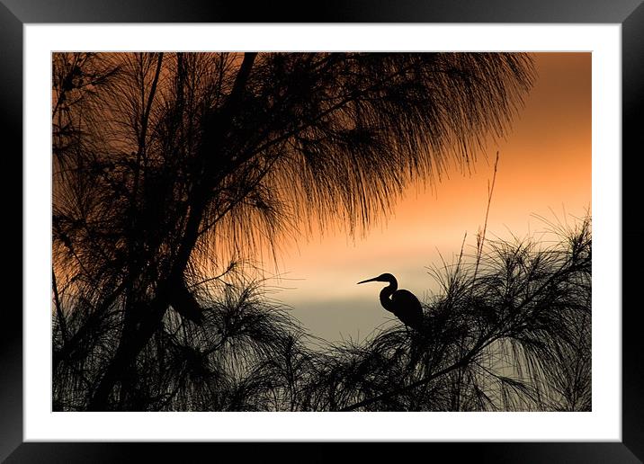 Home to Roost. A Snowy Egret (Egretta thula) Framed Mounted Print by John Edwards