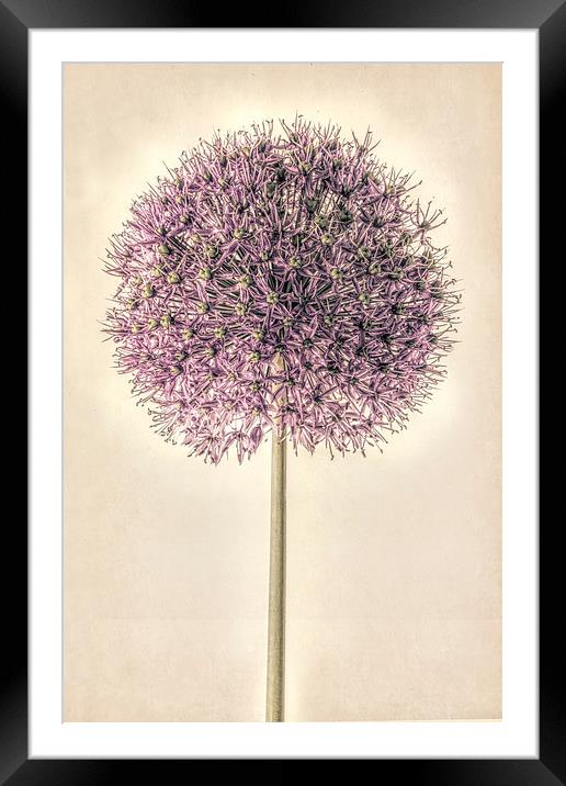 Allium Alone Framed Mounted Print by John Edwards