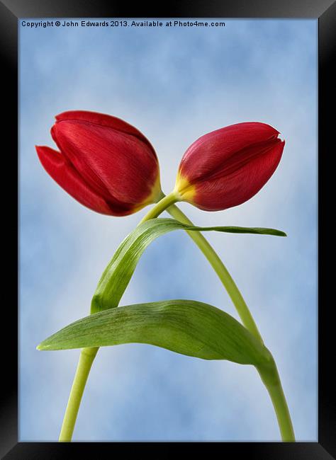 Red Tulips Framed Print by John Edwards