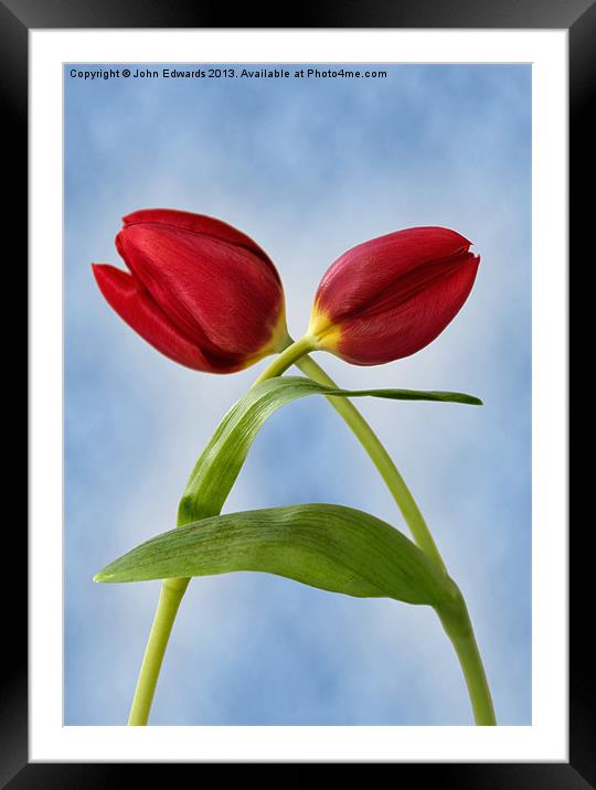 Red Tulips Framed Mounted Print by John Edwards