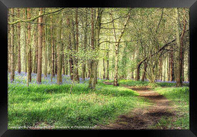 Bluebells at Monks Park Wood, Warwickshire Framed Print by John Edwards