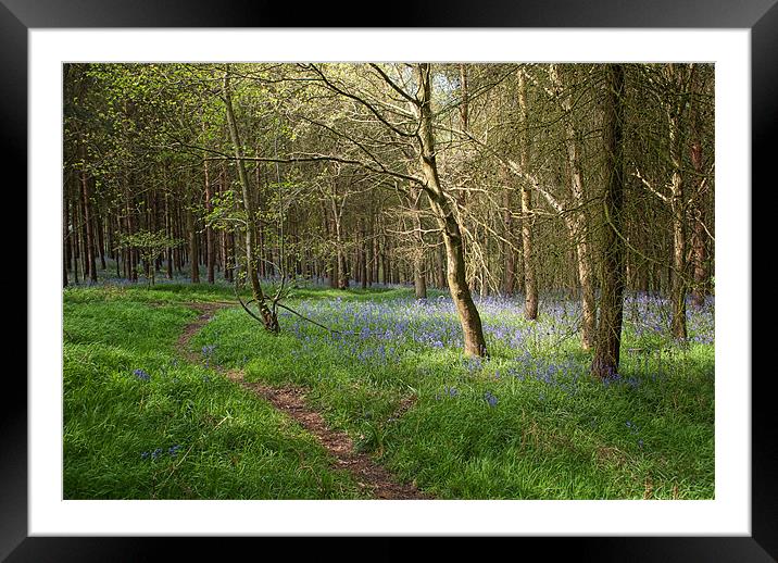 Monks Path, Monks Park Wood, Warwickshire Framed Mounted Print by John Edwards