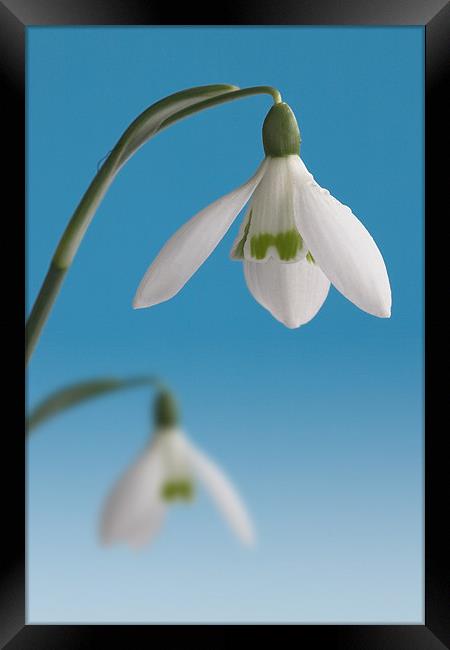 Duo of Snowdrops Framed Print by John Edwards