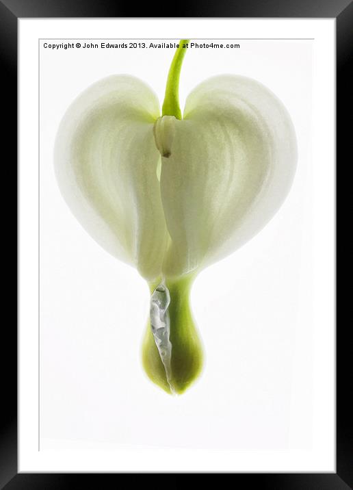 Dicentra Spectabilis Alba Close-up Framed Mounted Print by John Edwards