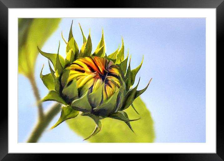 Sunflower bud Framed Mounted Print by John Edwards