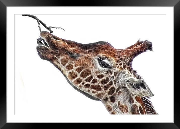 Fractal Giraffe Framed Mounted Print by John Edwards