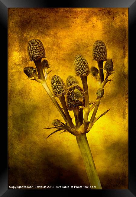 Eryngium Gold Framed Print by John Edwards