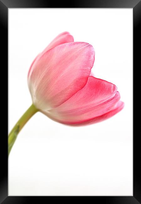 Tulip 'Acropolis' Framed Print by John Edwards