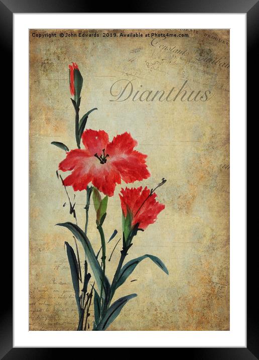 Dianthus Framed Mounted Print by John Edwards