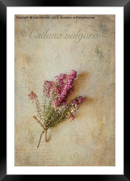 Calluna vulgaris Framed Mounted Print by John Edwards