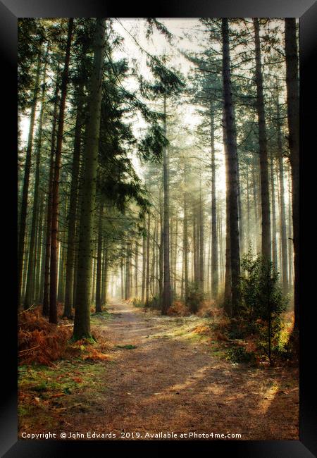 A walk through the pines Framed Print by John Edwards