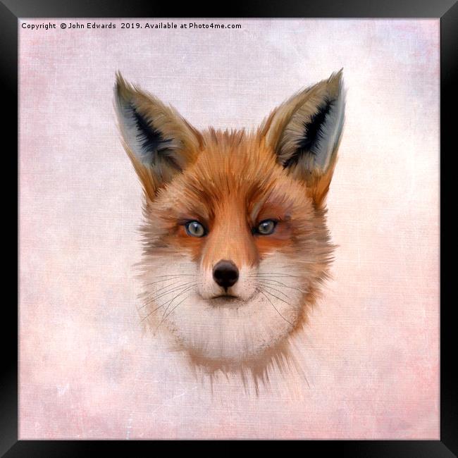 Red Fox (Vulpes vulpes) Framed Print by John Edwards
