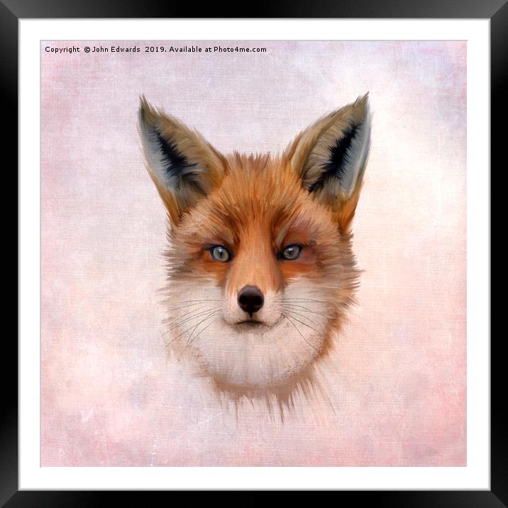 Red Fox (Vulpes vulpes) Framed Mounted Print by John Edwards