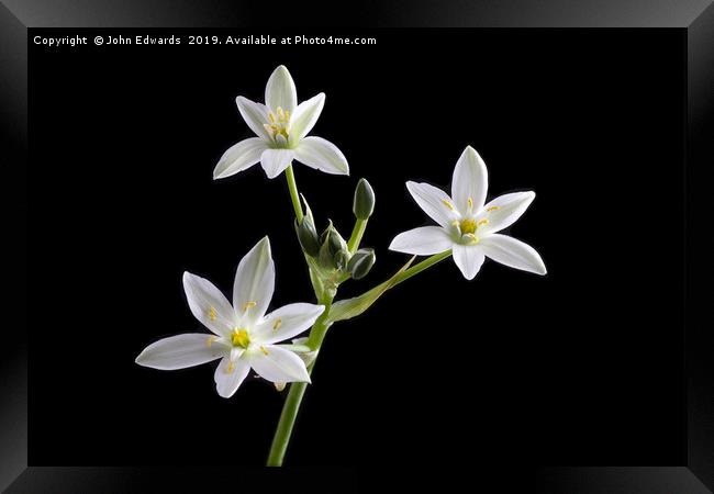 Ornithogalum umbellatum Framed Print by John Edwards