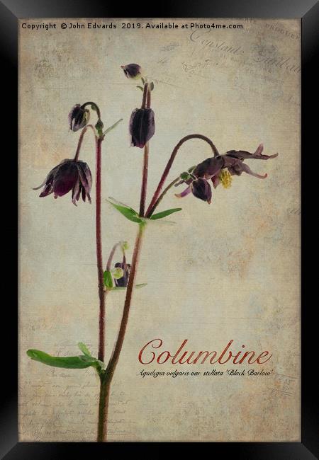 Columbine Framed Print by John Edwards