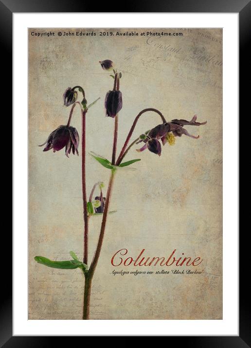 Columbine Framed Mounted Print by John Edwards