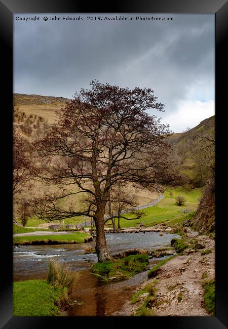 The Tree in the Dove Framed Print by John Edwards
