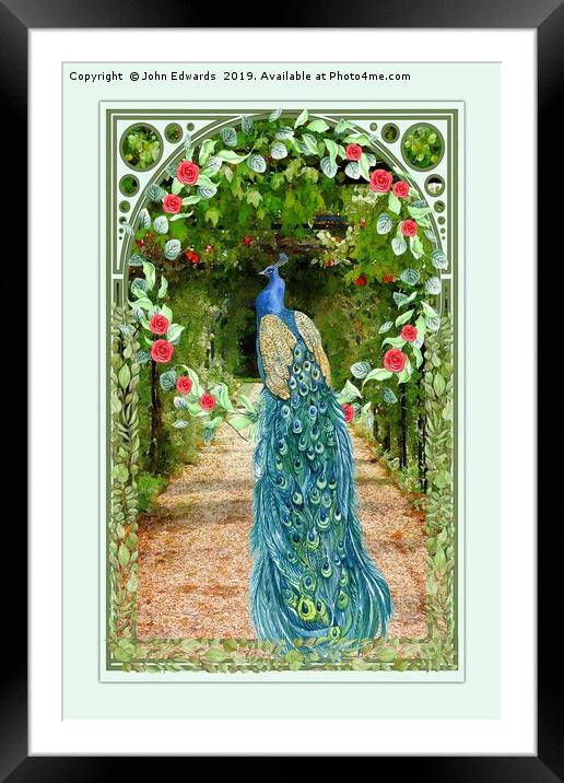 Peacock Framed Mounted Print by John Edwards