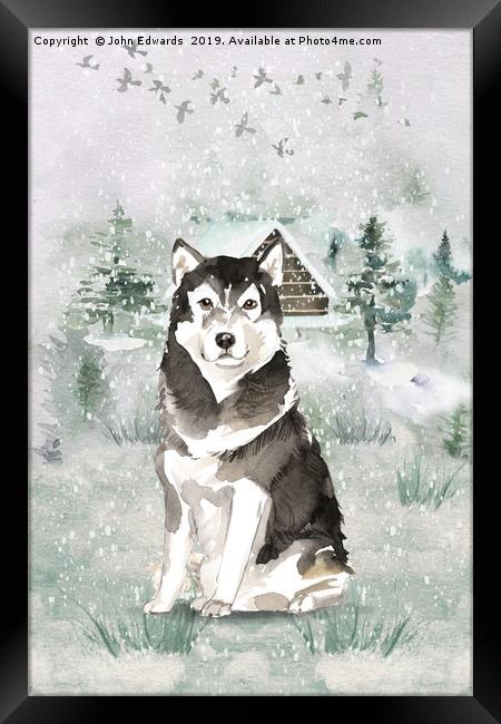 Alaskan Malamute Framed Print by John Edwards