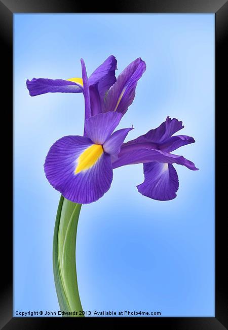 Iris reticulata Harmony Framed Print by John Edwards