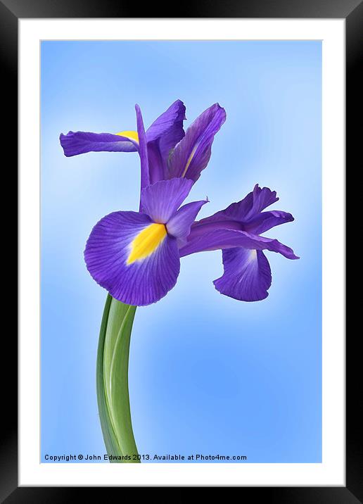 Iris reticulata Harmony Framed Mounted Print by John Edwards
