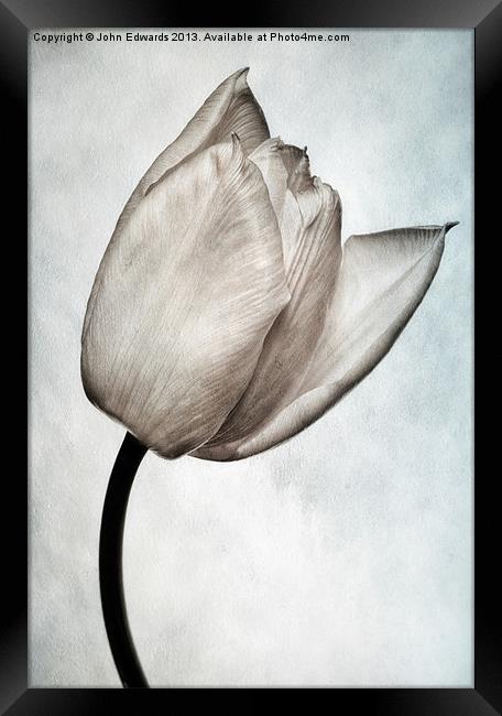 Toned Tulip Framed Print by John Edwards
