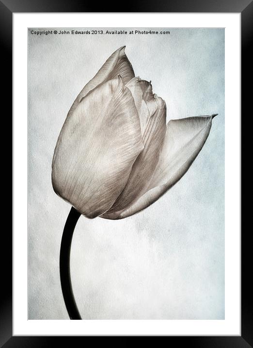 Toned Tulip Framed Mounted Print by John Edwards