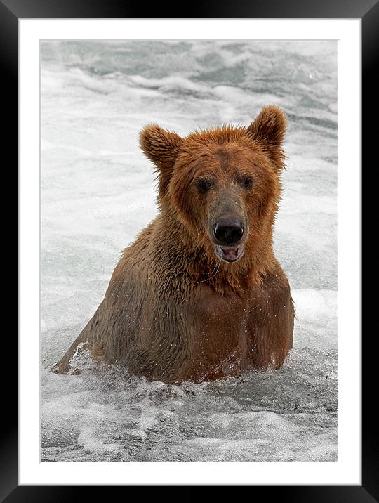 Cant a bear take a cold bath in private ? Framed Mounted Print by Sharpimage NET