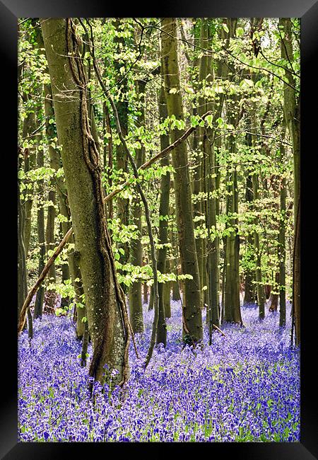 The Bluebell Wood Framed Print by Sharpimage NET